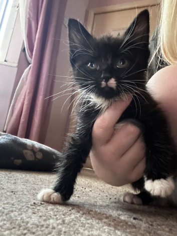 Kittens