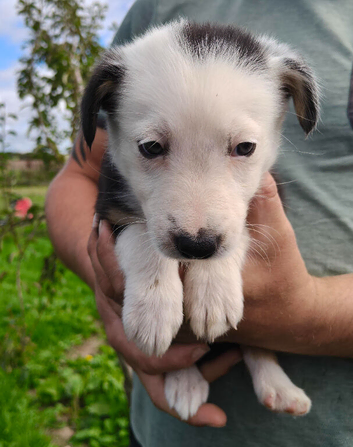 Border collie puppies