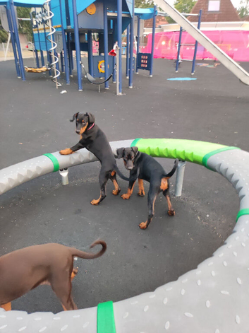 Lovely Euro Doberman pups