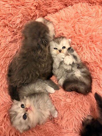 6 x beautiful Scottish fold kittens