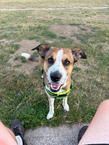 Rio 4yr old collie cross