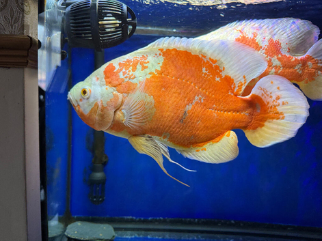 OSCAR FISH
