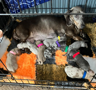 Miniature dachshunds