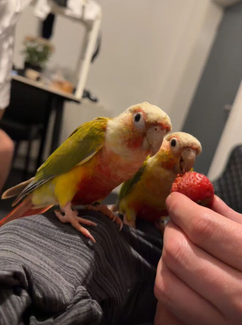 Pineapple Conure Pair - Male & Female - 18 Months Old