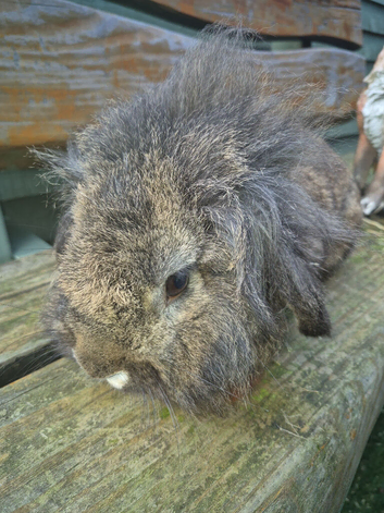 Lion head x lop ear