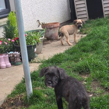 French bulldog x Bichon frise puppies