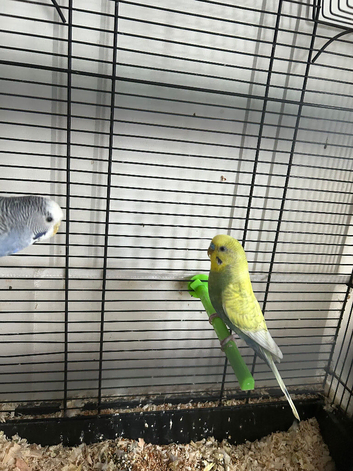 Budgies