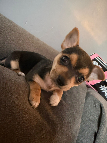 Beautiful little girl