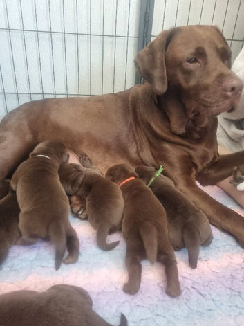 Beautiful Chocolate Labrador Retrievers Available.