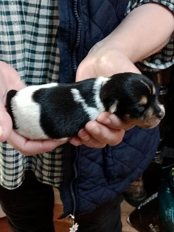 Jack Russel x Boys and 1 Girl