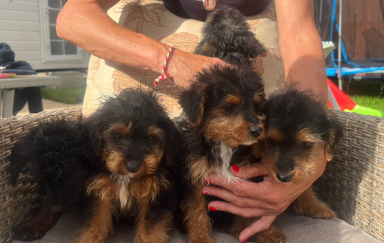 Beautiful litter of jackapoos ready for their loving homes!