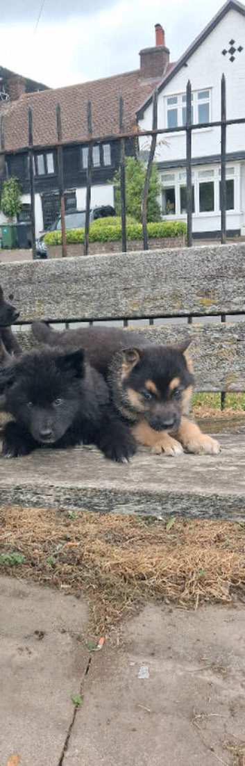 German Shepherd