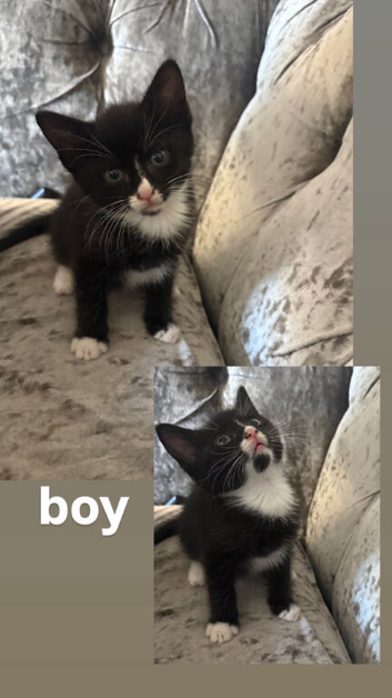 5 loving kittens readdy for homes