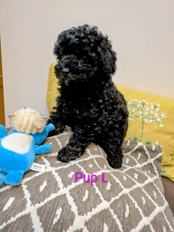 Toy poodles KC reg 2 black puppies first vaccination completed with first vet health check ️
