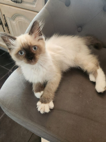 Seal mitted Ragdoll