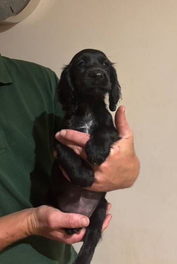 READY NOW BLACK BITCHKC Registered Cocker Spaniel Cocker Spaniel