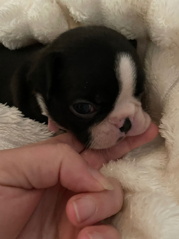 1 Exceptional Boston Terrier Pups - Outstanding Wildax & Skin Deep Bloodlines
