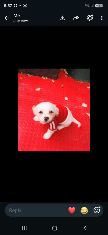 Lovely kind Maltese cross chihuahua