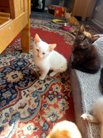 White kitten