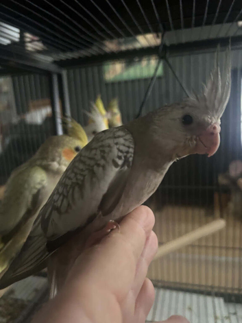 baby cockatiels (handreared)