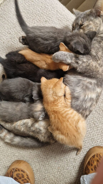 Kittens for sale