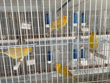 Red eyed Satinette canaries