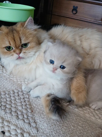 Teddy face kitten pure breed