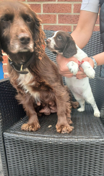 Chocolate roan cocker spaniel