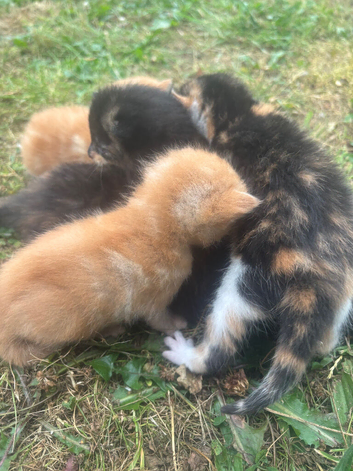 Kittens ready now! ~2 LEFT