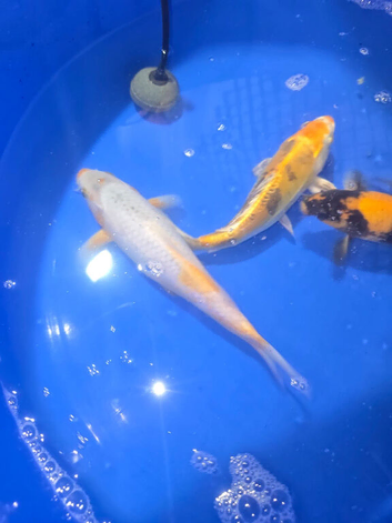 Japaneses koi for sale ,easy pod several pumps , kockney koi multi bay and other filters