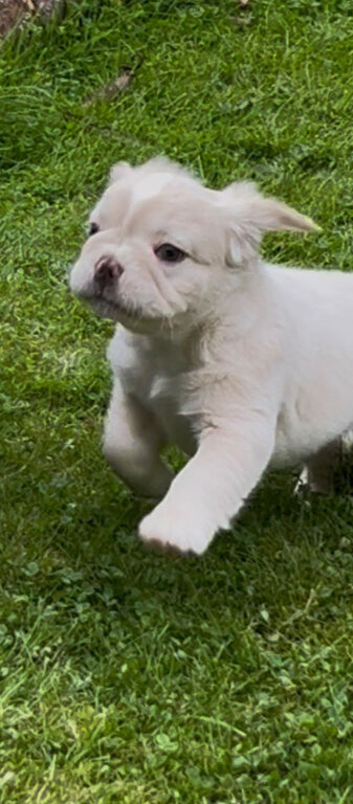 Price reduced KC Fluffy French Bulldog Puppies