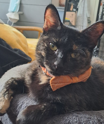 Sweet Willow looking for a home.