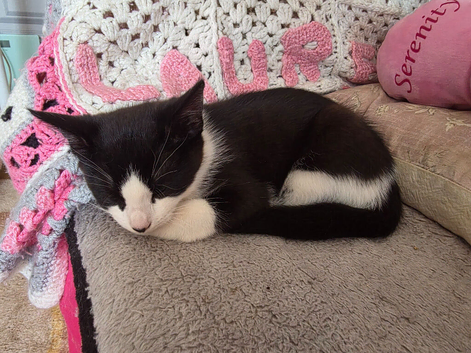 Precious Kitten