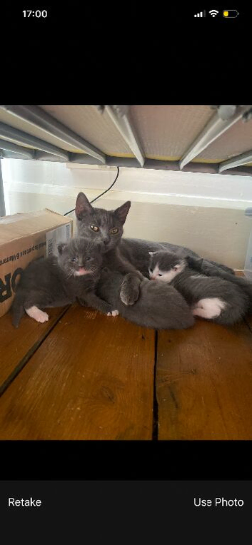 Kittens for sale