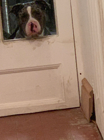 Loving and affectionate Pedigree American Bully