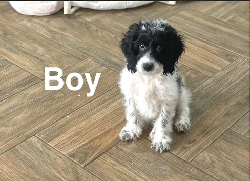 Adorable cockapoo ready for a family and walks