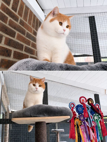 Kittens due 27th July