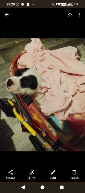 Puppy female