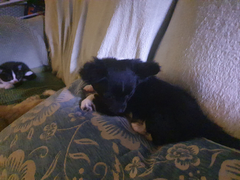 Longcoat chihuahua black
