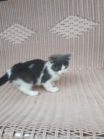 Grey and white kitten