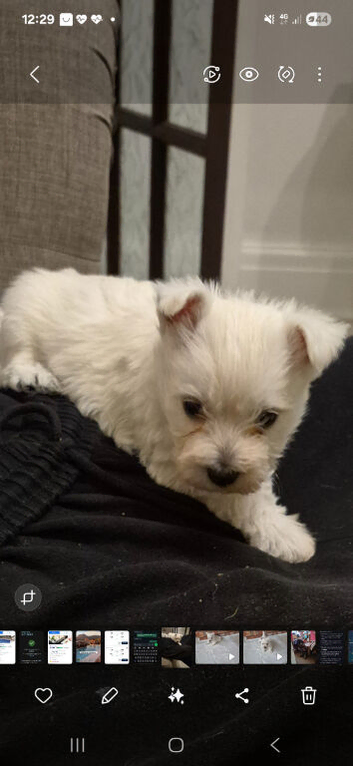 Puppy for sale