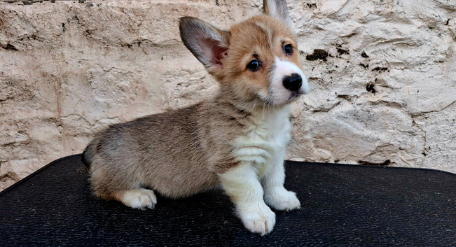 KC Pembroke Corgis