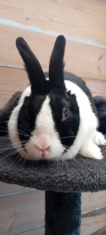 Doe dutch rabbit.