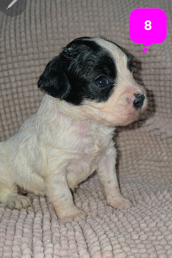 Gorgeous puppies