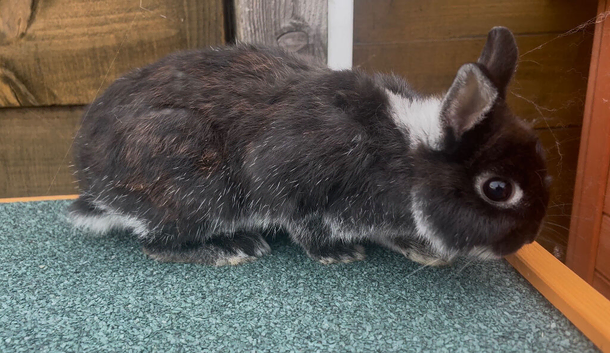 Pure bred Netherland dwarf