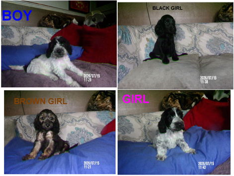 4 cockapoo's 3 girls 1 boy LEFT