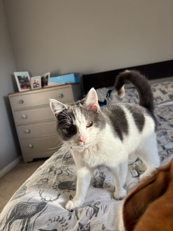 Female cat