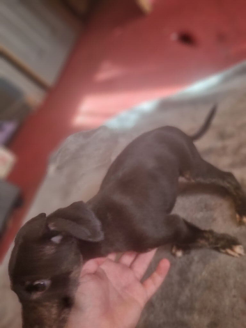 Puppy's for sale part lurcher and beagal
