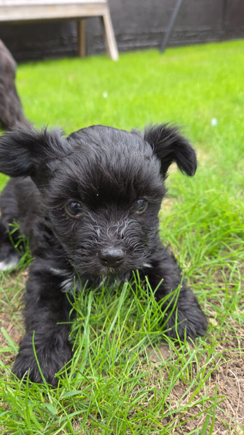 Biewer Yorkshire terrier puppy