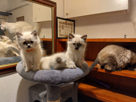 Pure ragdoll kittens